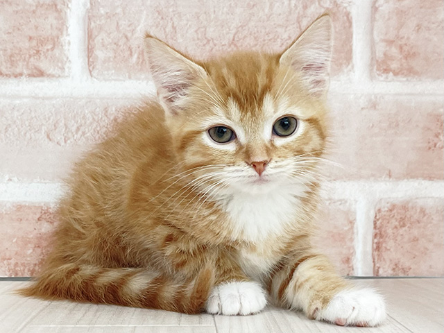 東京都のマンチカン (ペッツファースト八王子多摩美大前店/2025年10月31日生まれ/男の子/レッドタビーホワイト)の子猫の1枚目の画像