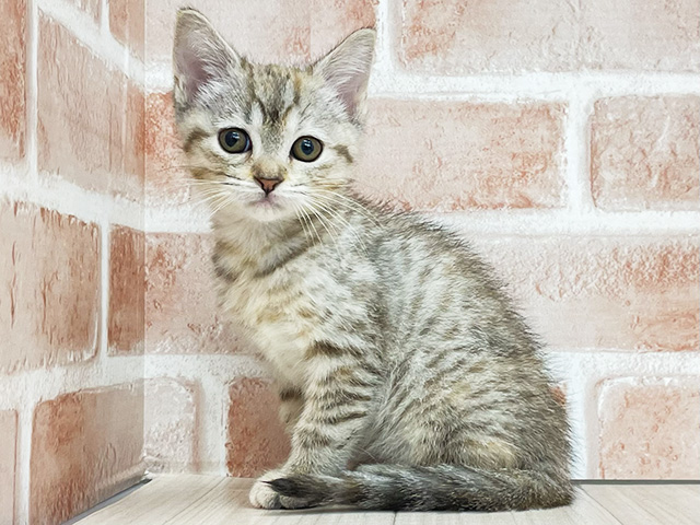 東京都のマンチカン (ペッツファースト八王子多摩美大前店/2025年11月1日生まれ/女の子/チョコパッチドスポテッドタビーホワイト)の子猫