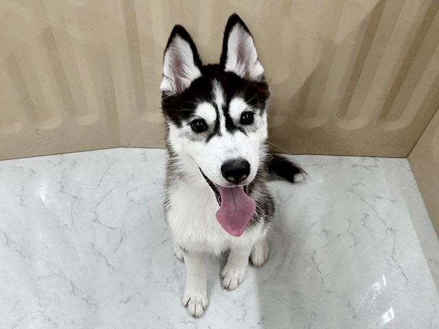 神奈川県のシベリアンハスキー (ペッツファースト湘南平塚店/2025年11月9日生まれ/男の子/ブラックホワイト)の子犬の1枚目の画像