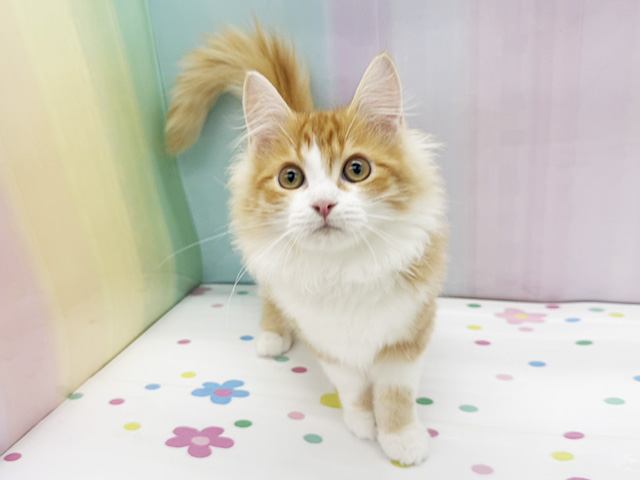 神奈川県のサイベリアン (ペッツファースト湘南平塚店/2025年11月11日生まれ/男の子/レッドタビーホワイト)の子猫の1枚目の画像