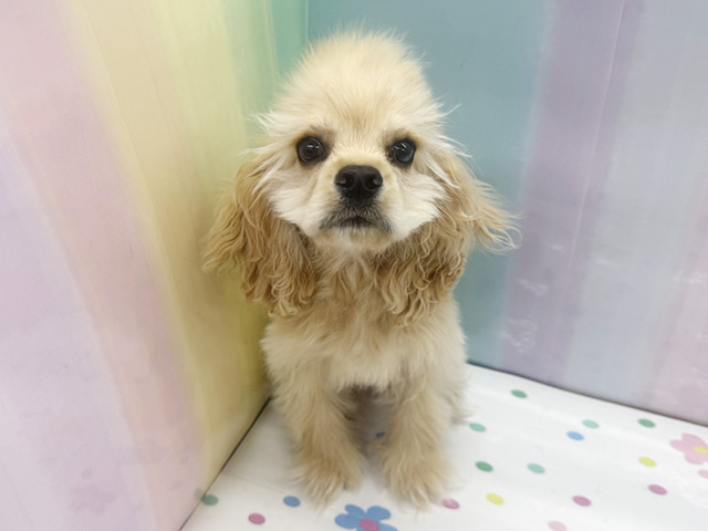 神奈川県のアメリカンコッカースパニエル (ペッツファースト湘南平塚店/2025年11月9日生まれ/男の子/バフ)の子犬の1枚目の画像