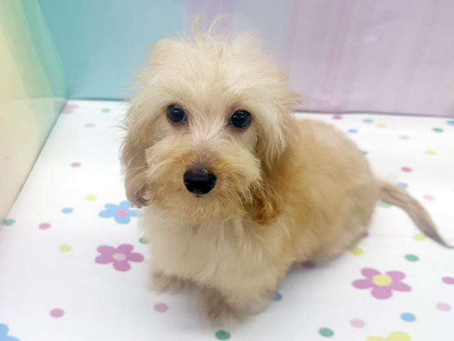 神奈川県のダップー(ダックス×プードル) (ペッツファースト湘南平塚店/2025年11月2日生まれ/男の子/レッド)の子犬の1枚目の画像