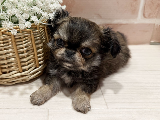 東京都のチワペキ/ペキチー/ペキチワ(チワワ×ペキニーズ) (ペッツファースト町田店/2025年11月9日生まれ/男の子/レッド)の子犬の1枚目の画像