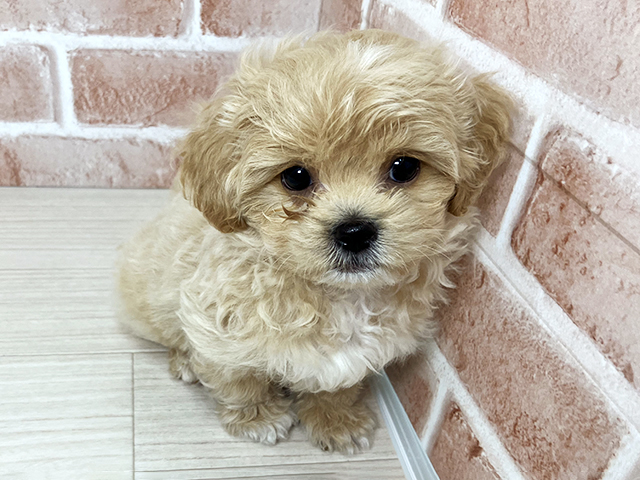 大阪府のペキプー(ペキニーズ×プードル) (ペッツファースト東大阪店/2025年10月19日生まれ/男の子/アプリコット)の子犬の1枚目の画像