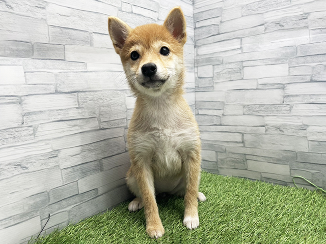 神奈川県の豆柴 (ペッツファースト横浜瀬谷店/2025年10月29日生まれ/女の子/赤)の子犬の1枚目の画像