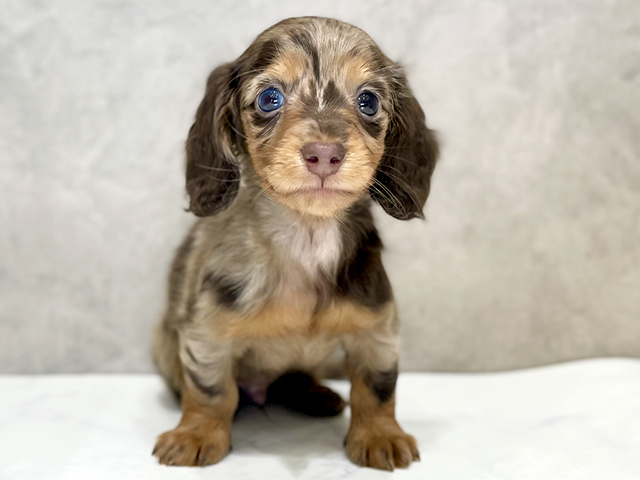 千葉県のカニンヘンダックスフンド(ロング) (ペッツファーストららぽーとTOKYO-BAY店/2025年11月10日生まれ/男の子/チョコレートダップル)の子犬の1枚目の画像