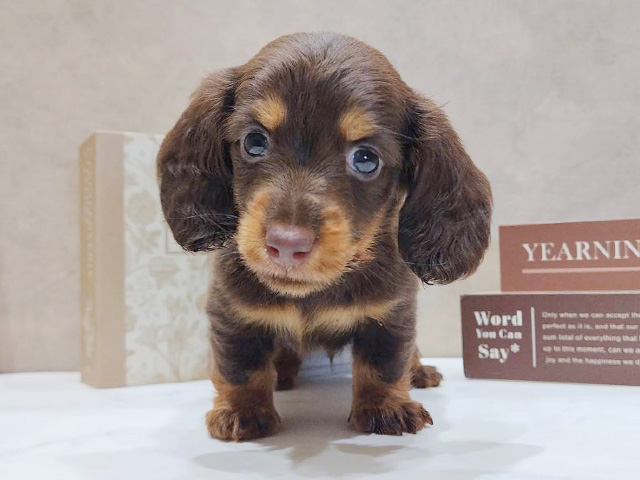 カニヘンダックスフンド