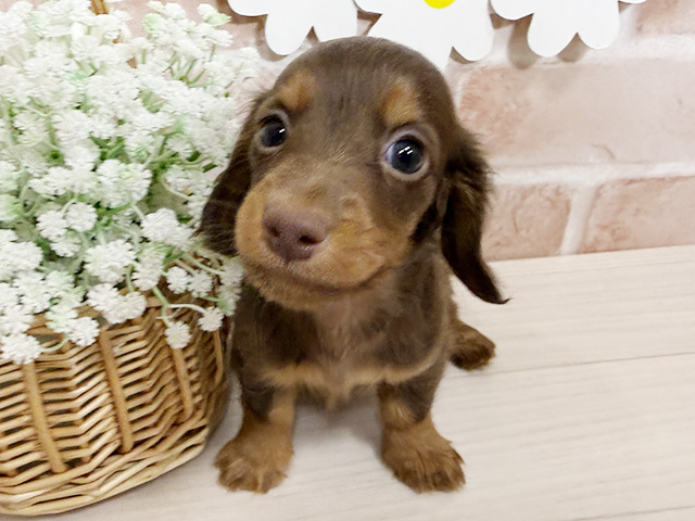 カニヘンダックスフンド