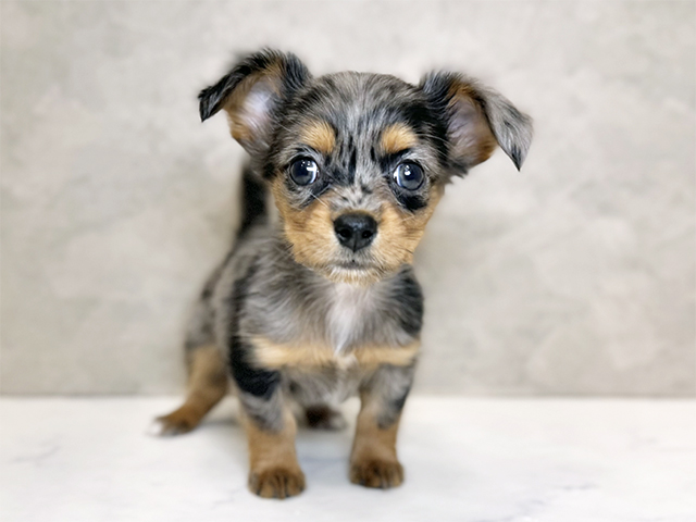 埼玉県のチワックス(チワワ×ダックス) (ペッツファーストPETEMOレイクタウンmori店/2025年11月10日生まれ/女の子/シルバーダップル)の子犬の1枚目の画像