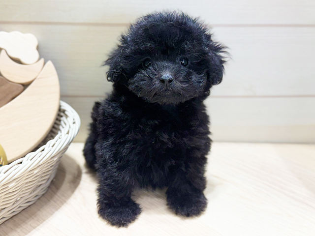 トイプードル