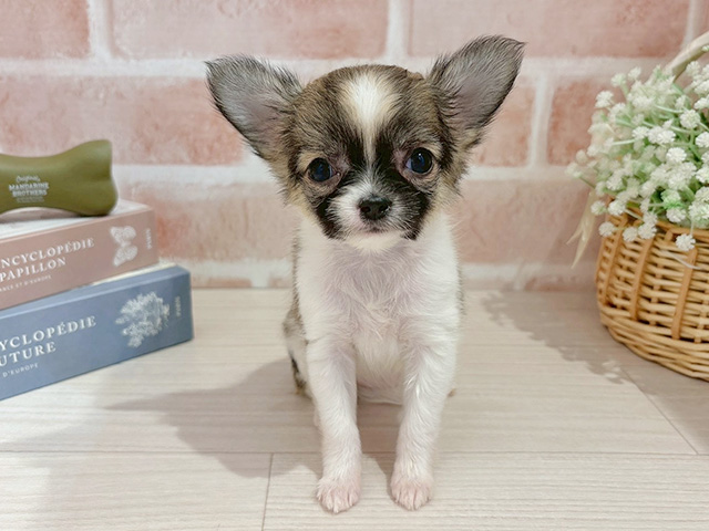 東京都のチワワ(ロング) (ペッツファースト自由が丘店/2025年11月9日生まれ/女の子/レッドホワイト)の子犬の1枚目の画像