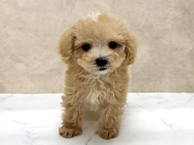 東京都のマルプー(マルチーズ×プードル) (ペッツファースト八王子多摩美大前店/2025年11月8日生まれ/女の子/クリーム)の子犬