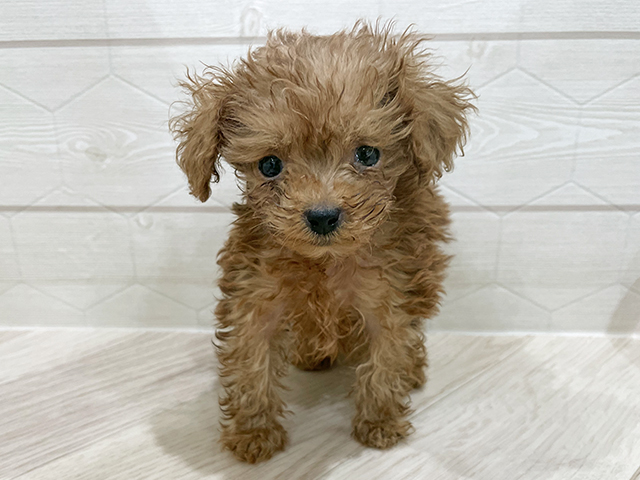 東京都のトイプードル(ティーカップ) (ペッツファースト吉祥寺サンロード店/2025年11月10日生まれ/男の子/レッド)の子犬の1枚目の画像