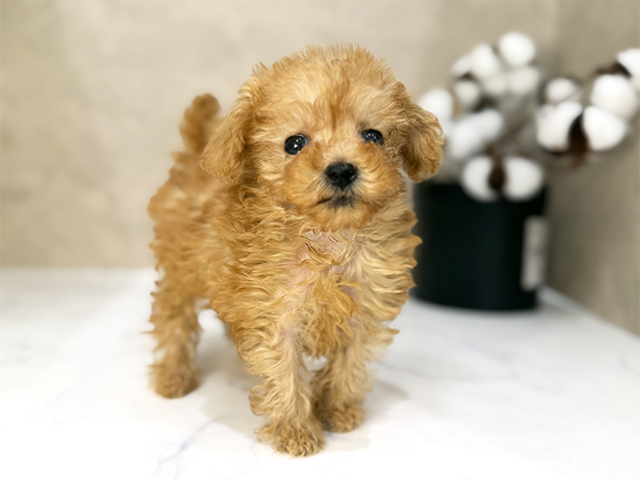 東京都のトイプードル(ティーカップ) (ペッツファーストららぽーと立川立飛店/2025年11月10日生まれ/男の子/レッド)の子犬の1枚目の画像