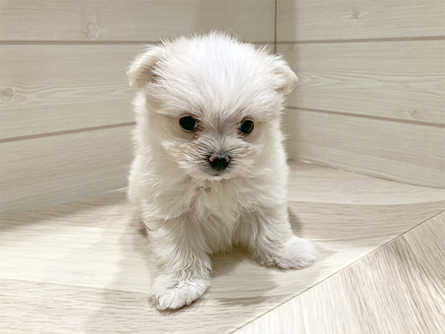 ポメラニアンミックス