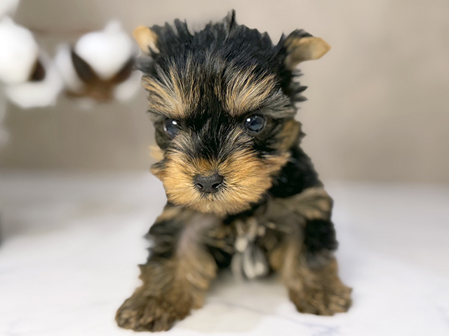 東京都のヨークシャーテリア (ペッツファーストららぽーと立川立飛店/2025年11月5日生まれ/男の子/スチールブルータン)の子犬の1枚目の画像