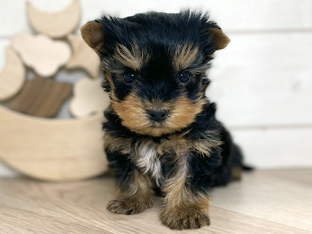 ヨークシャーテリア