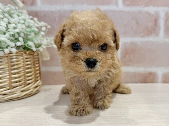 神奈川県のトイプードル(タイニー) (ペッツファースト横浜元町店/2025年11月8日生まれ/男の子/アプリコット)の子犬の1枚目の画像