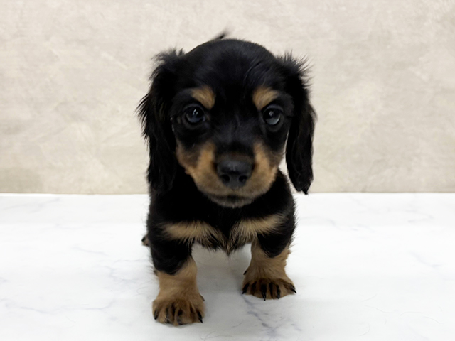 東京都のカニンヘンダックスフンド(ロング) (ペッツファースト八王子多摩美大前店/2025年11月10日生まれ/男の子/ブラックタン)の子犬