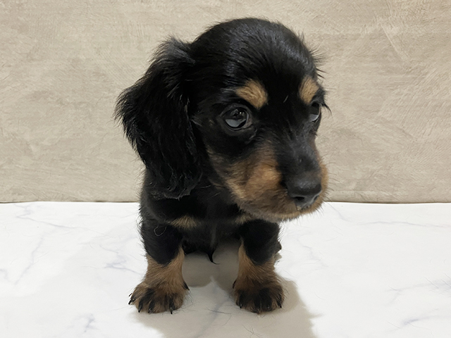 東京都のカニンヘンダックスフンド(ロング) (ペッツファースト中野店/2025年11月10日生まれ/男の子/ブラックタン)の子犬の1枚目の画像