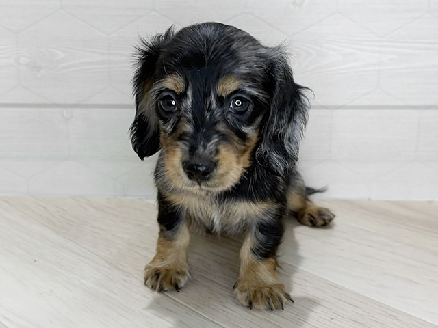 埼玉県のカニンヘンダックスフンド(ロング) (ペッツファーストレイクタウン店/2025年11月10日生まれ/女の子/シルバーダップル)の子犬の1枚目の画像