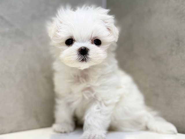 埼玉県のマルチーズ (ペッツファースト川口店/2025年11月10日生まれ/女の子/ホワイト)の子犬の1枚目の画像