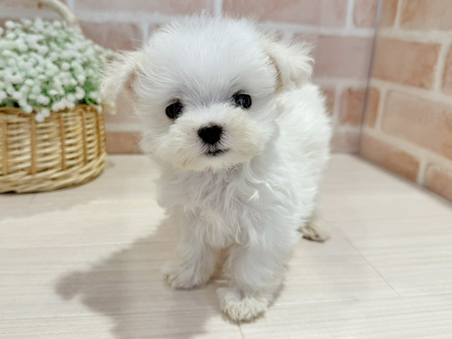 神奈川県のマルチーズ (ペッツファースト横浜元町店/2025年11月10日生まれ/男の子/ホワイト)の子犬の1枚目の画像