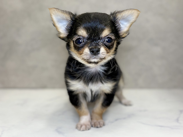 愛知県のチワワ(ロング) (ペッツファースト大高店/2025年11月9日生まれ/男の子/ブラックタンホワイト)の子犬の1枚目の画像