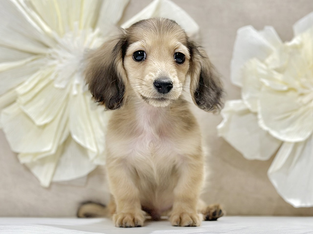 東京都のカニンヘンダックスフンド(ロング) (ペッツファースト原宿店/2025年11月10日生まれ/男の子/イエロー)の子犬の1枚目の画像