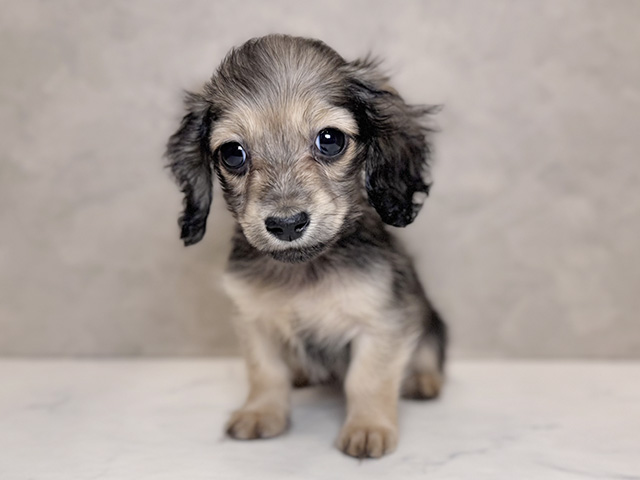 埼玉県のカニンヘンダックスフンド(ロング) (ペッツファーストPETEMOレイクタウンmori店/2025年11月10日生まれ/女の子/シェーデットイエロー)の子犬の1枚目の画像