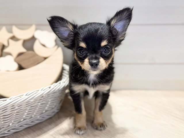 群馬県のチワワ(ロング) (ペッツファースト高崎店/2025年11月10日生まれ/女の子/ブラックタン)の子犬の1枚目の画像