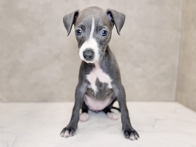 イタリアングレーハウンド