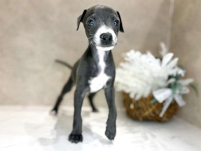 大阪府のイタリアングレーハウンド (ペッツファースト茶屋町店/2025年11月10日生まれ/女の子/ブルーホワイト)の子犬