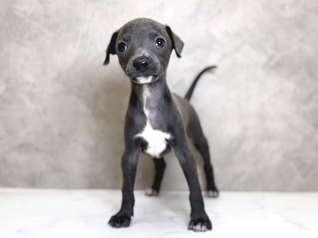 大阪府のイタリアングレーハウンド (ペッツファースト心斎橋本店/2025年11月10日生まれ/男の子/ブルー)の子犬