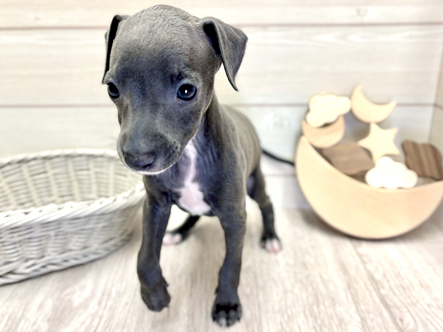 イタリアングレーハウンド