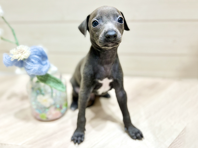 イタリアングレーハウンド