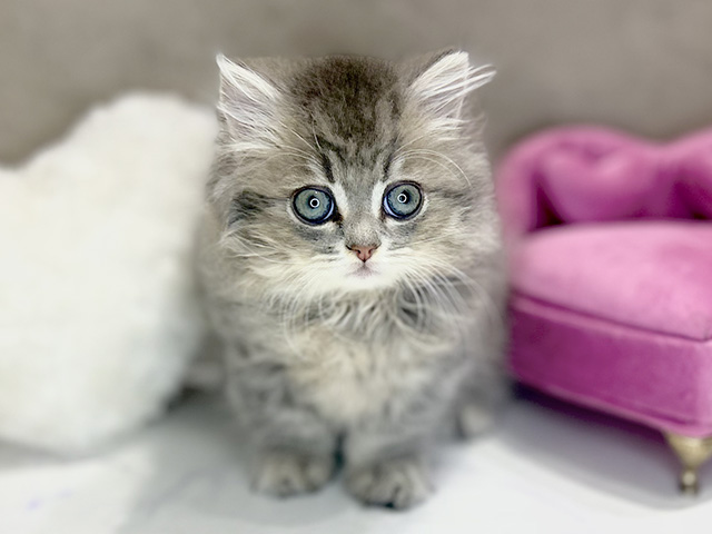 大阪府のミヌエット (ペッツファースト茶屋町店/2025年11月9日生まれ/男の子/ブルータビー)の子猫