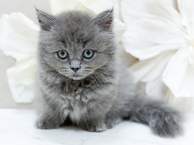 東京都のミヌエット (ペッツファースト恵比寿店/2025年11月9日生まれ/女の子/ブルー)の子猫