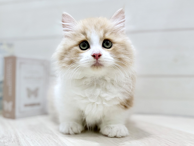 大阪府のミヌエット (ペッツファースト梅田店/2025年11月8日生まれ/男の子/レッドタビーホワイト)の子猫