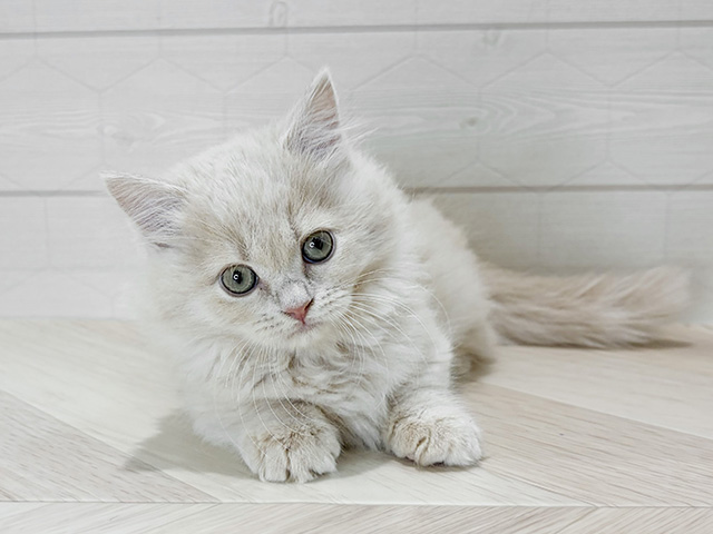 埼玉県のミヌエット (ペッツファーストレイクタウン店/2025年11月9日生まれ/女の子/クリームタビー)の子猫の1枚目の画像