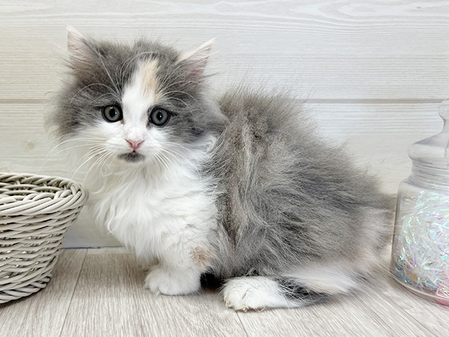 愛知県のミヌエット (ペッツファースト大高店/2025年11月10日生まれ/女の子/ダイリュートキャリコ)の子猫の1枚目の画像