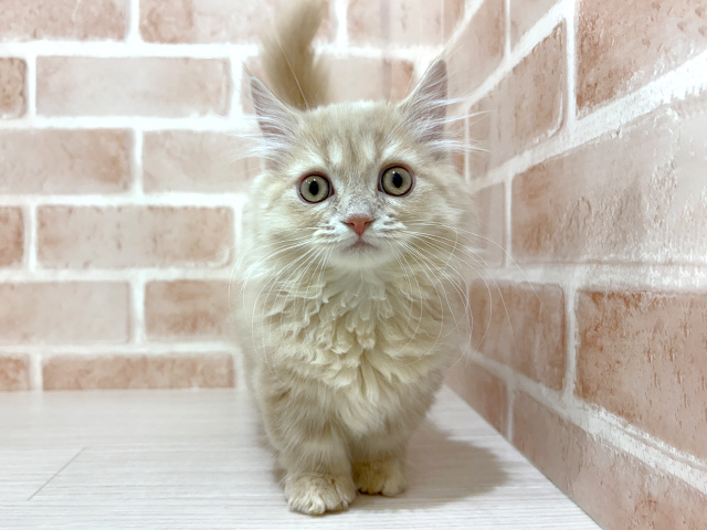 神奈川県のミヌエット (ペッツファーストfor cats横浜元町店/2025年11月9日生まれ/男の子/クリームタビー)の子猫の1枚目の画像