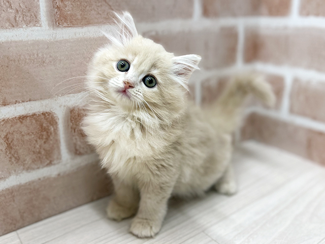 大阪府のサイベリアン (ペッツファースト茨木店/2025年11月10日生まれ/女の子/クリームタビー)の子猫