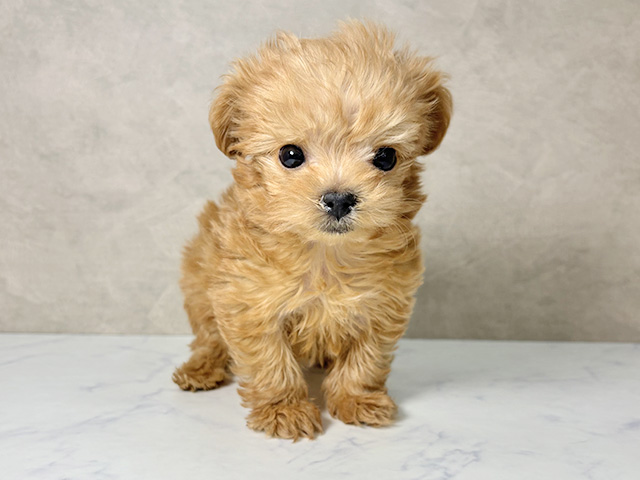 大阪府のチワプー/プーチー(チワワ×プードル) (ペッツファースト東大阪店/2025年11月10日生まれ/男の子/アプリコット)の子犬
