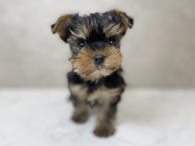 大阪府のヨークシャーテリア (ペッツファースト東大阪店/2025年11月9日生まれ/男の子/スチールブルータン)の子犬の1枚目の画像