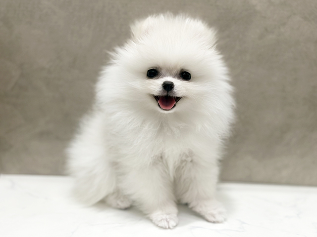 大阪府のポメラニアン (ペッツファースト心斎橋本店/2025年11月9日生まれ/男の子/クリーム)の子犬の1枚目の画像