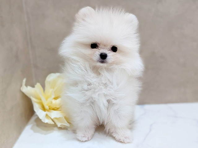 大阪府のポメラニアン (ペッツファースト難波店/2025年11月9日生まれ/男の子/クリーム)の子犬の1枚目の画像