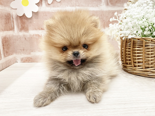福岡県のポメラニアン (ペッツファースト筑紫野店/2025年11月5日生まれ/女の子/オレンジ)の子犬の1枚目の画像