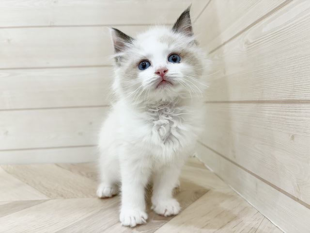 福岡県のラグドール (ペッツファースト福岡天神店(c)/2025年11月7日生まれ/男の子/シールポイントバイカラー)の子猫の1枚目の画像