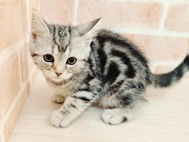 埼玉県のアメリカンショートヘアー (ペッツファースト春日部店/2025年11月2日生まれ/女の子/シルバータビー)の子猫の1枚目の画像